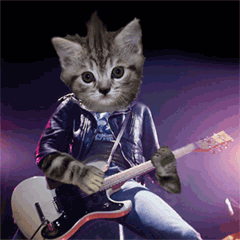 gato tocando la guitarra